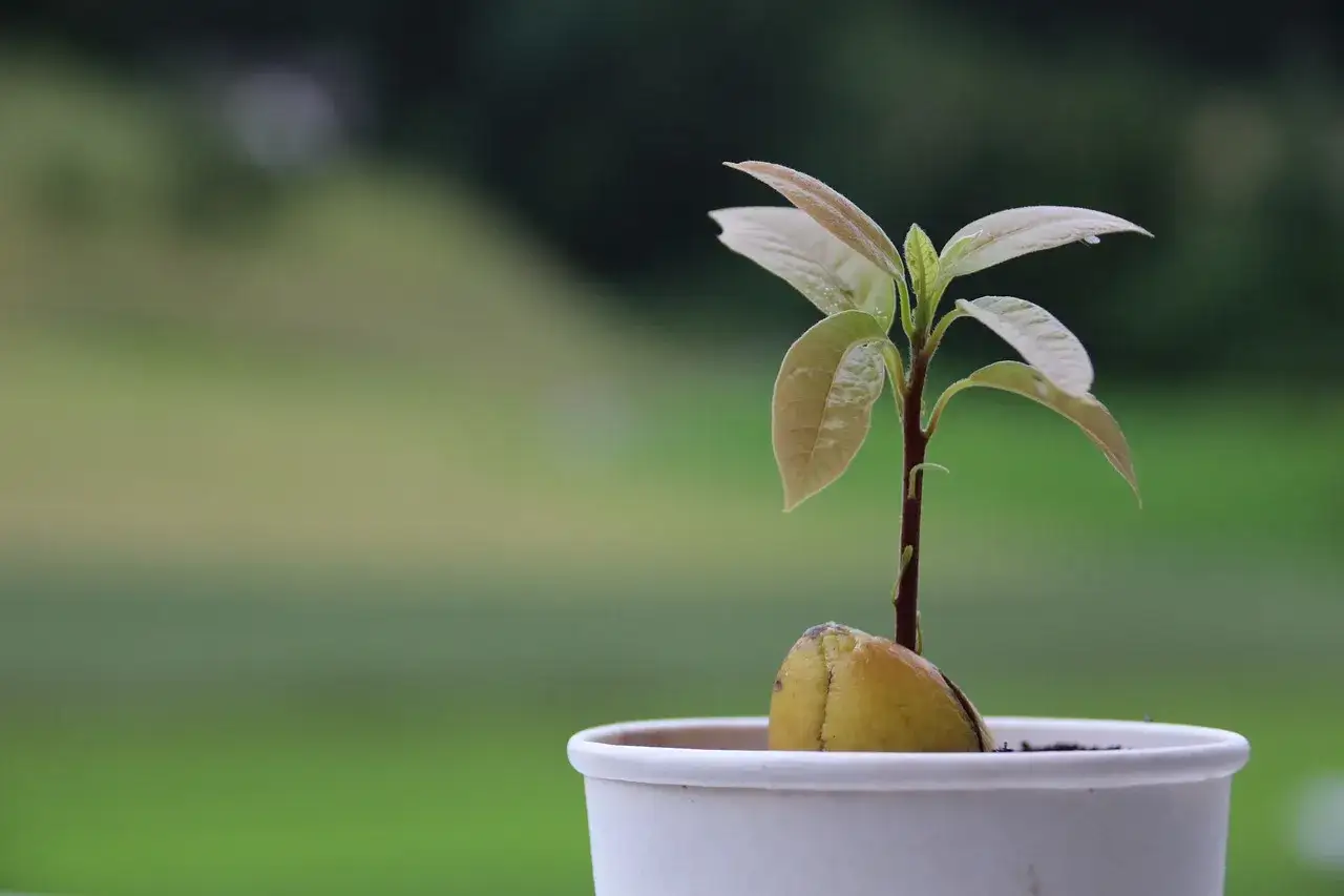 Ein junger Avocadostamm w&auml;chst aus seinem Kern in einem wei&szlig;en Topf.