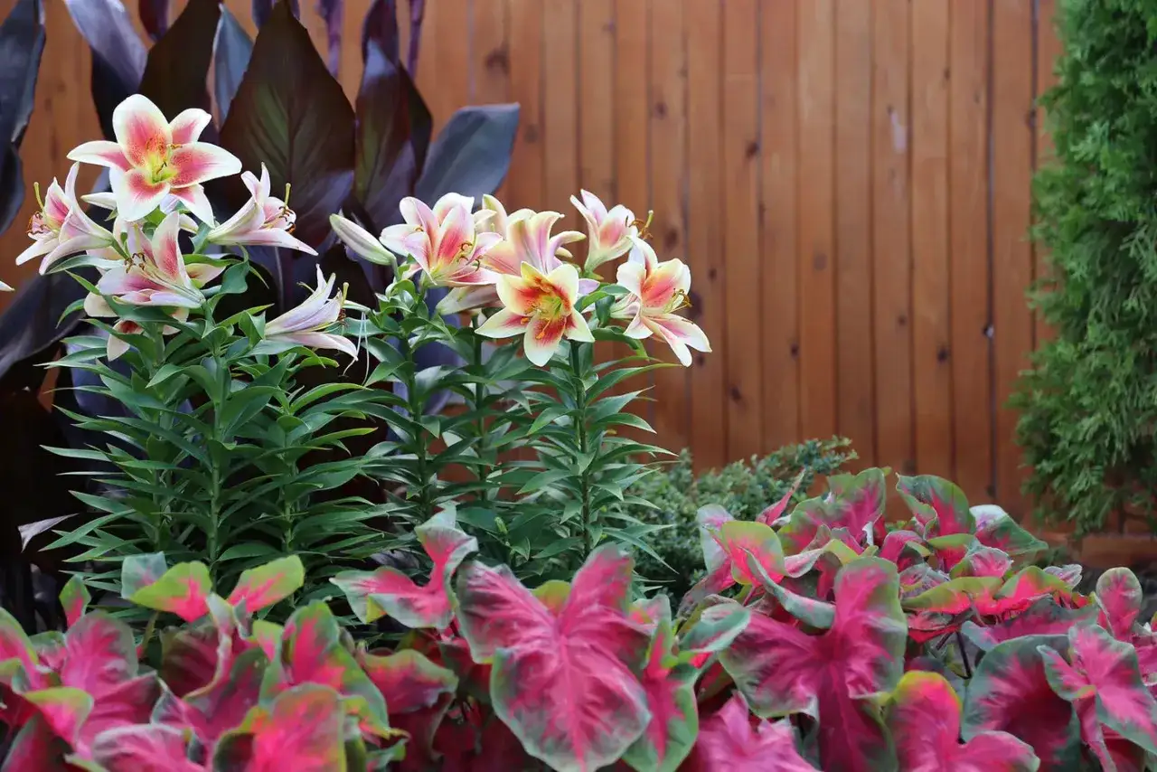 Zarte lilienbl&uuml;ten in einem bunten Beet mit Caladien und dunklem Blattwerk. Ein sch&ouml;ner lilien standort vor einem Holzzaun.