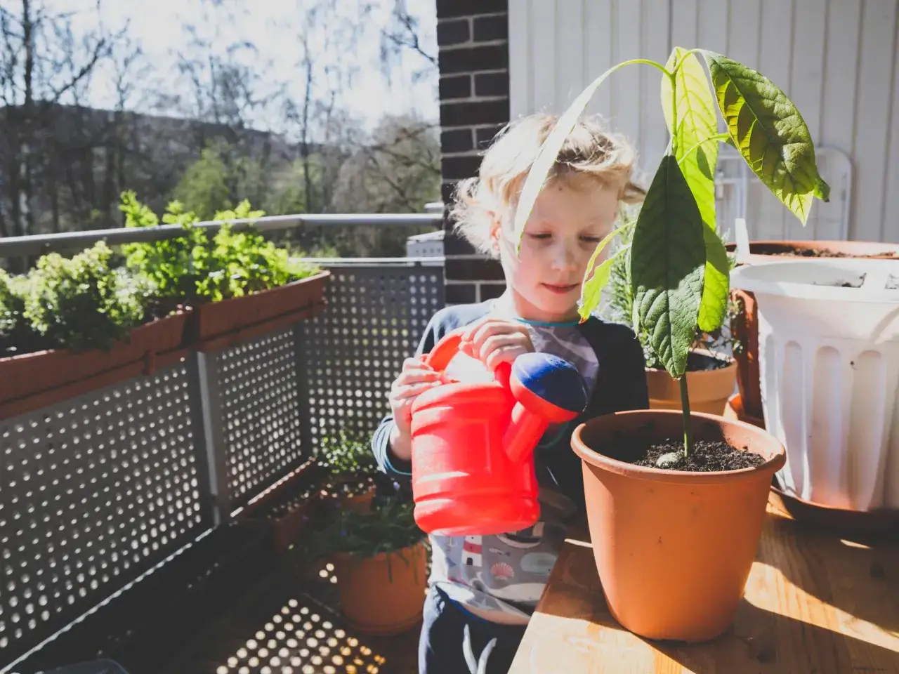 Kleiner Junge gießt seine zwei Jahre alte avocado-pflanze auf dem Balkon.