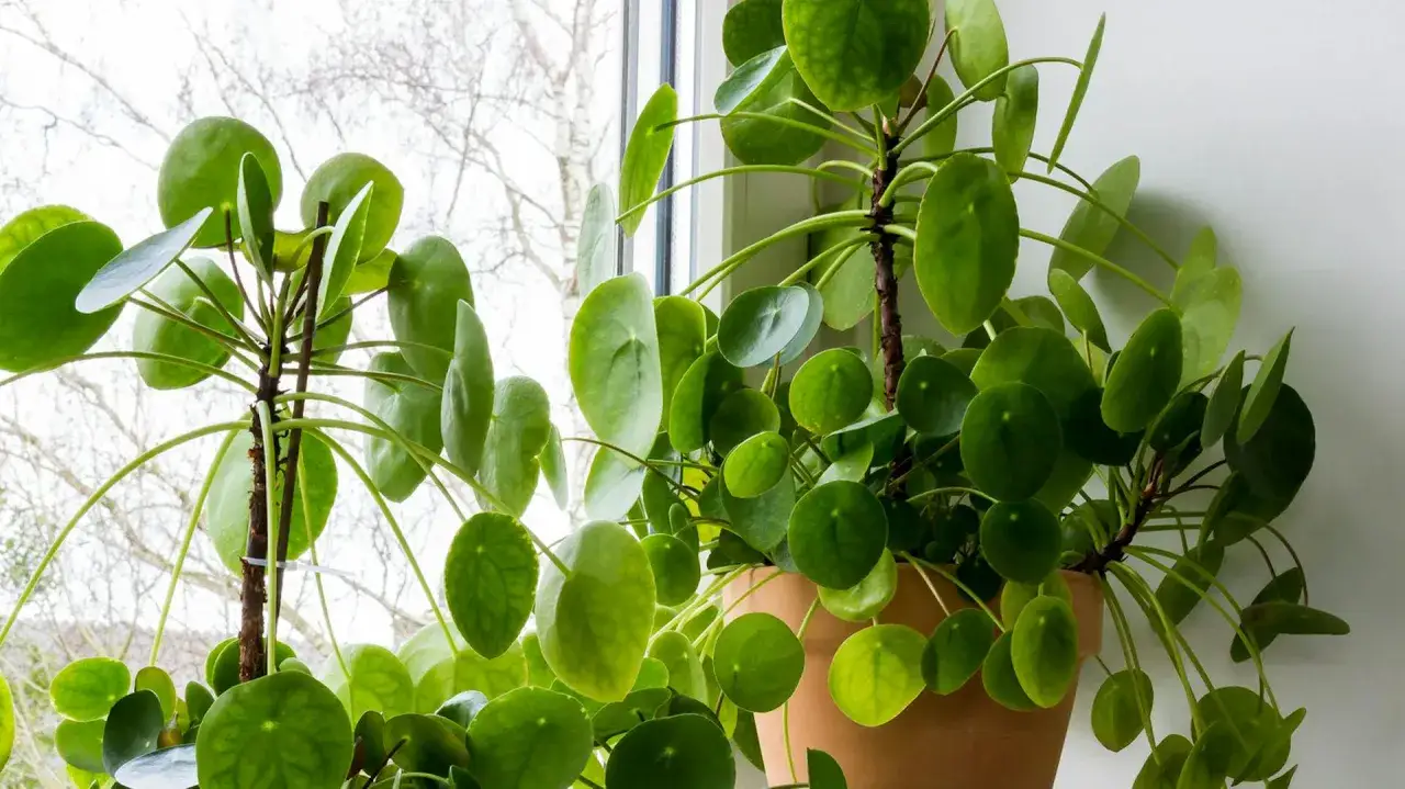 Zwei Pilea-Pflanzen mit runden, gr&uuml;nen Bl&auml;ttern stehen am Fenster. Der ideale Pilea Standort ist hell, aber ohne direkte Sonneneinstrahlung.