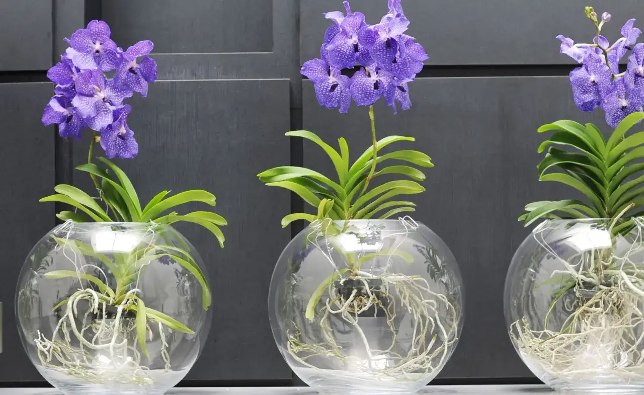Drei lila Orchideen in Glasvasen, bereit zum Orchideen umtopfen. Ihre Luftwurzeln sind gut sichtbar.