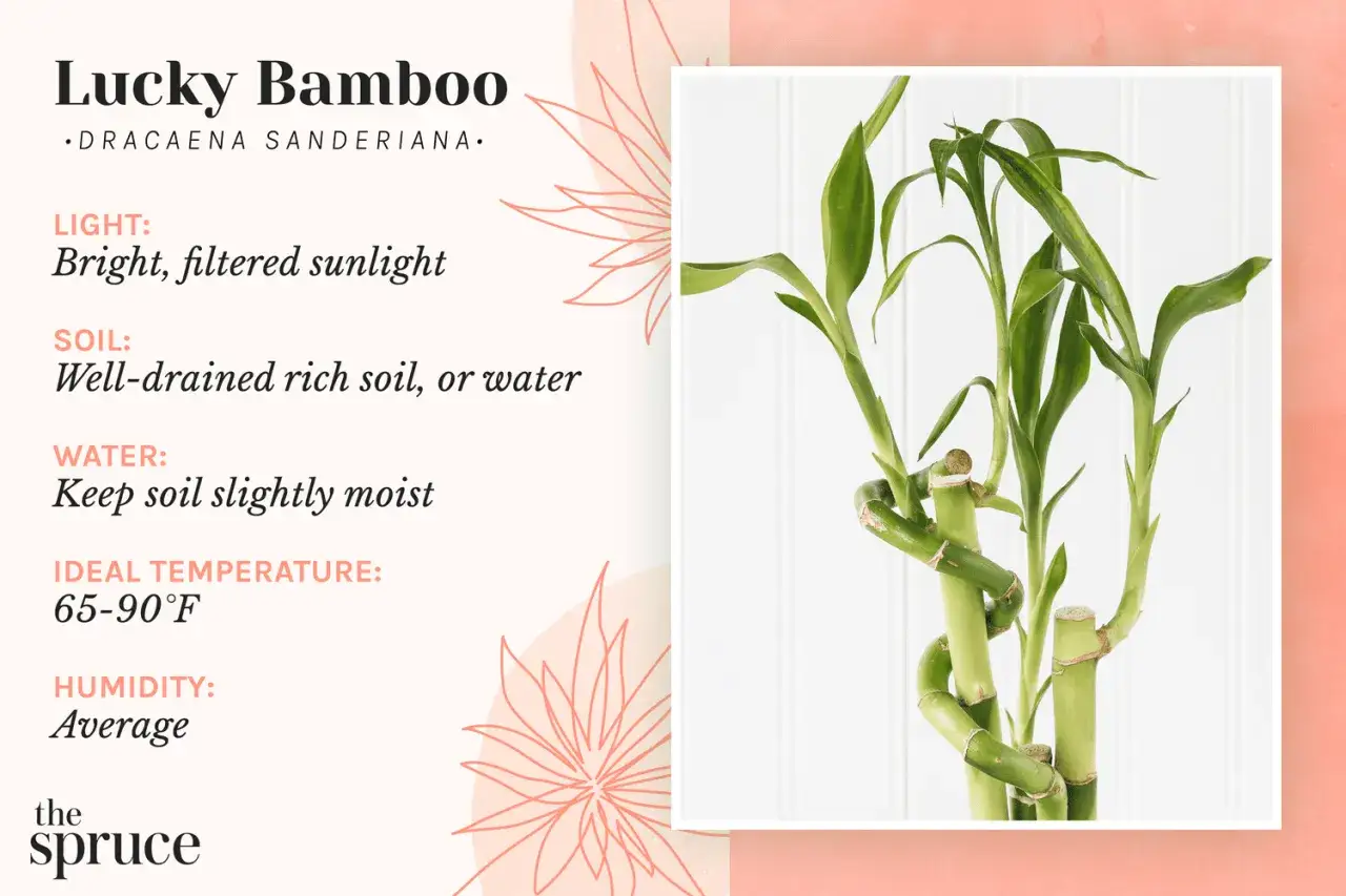 Lucky Bamboo pflege: Heller, gefilterter Sonnenschein, gut durchl&auml;ssige Erde oder Wasser, leicht feucht halten. Ideale Temperatur 24-32&deg;C.