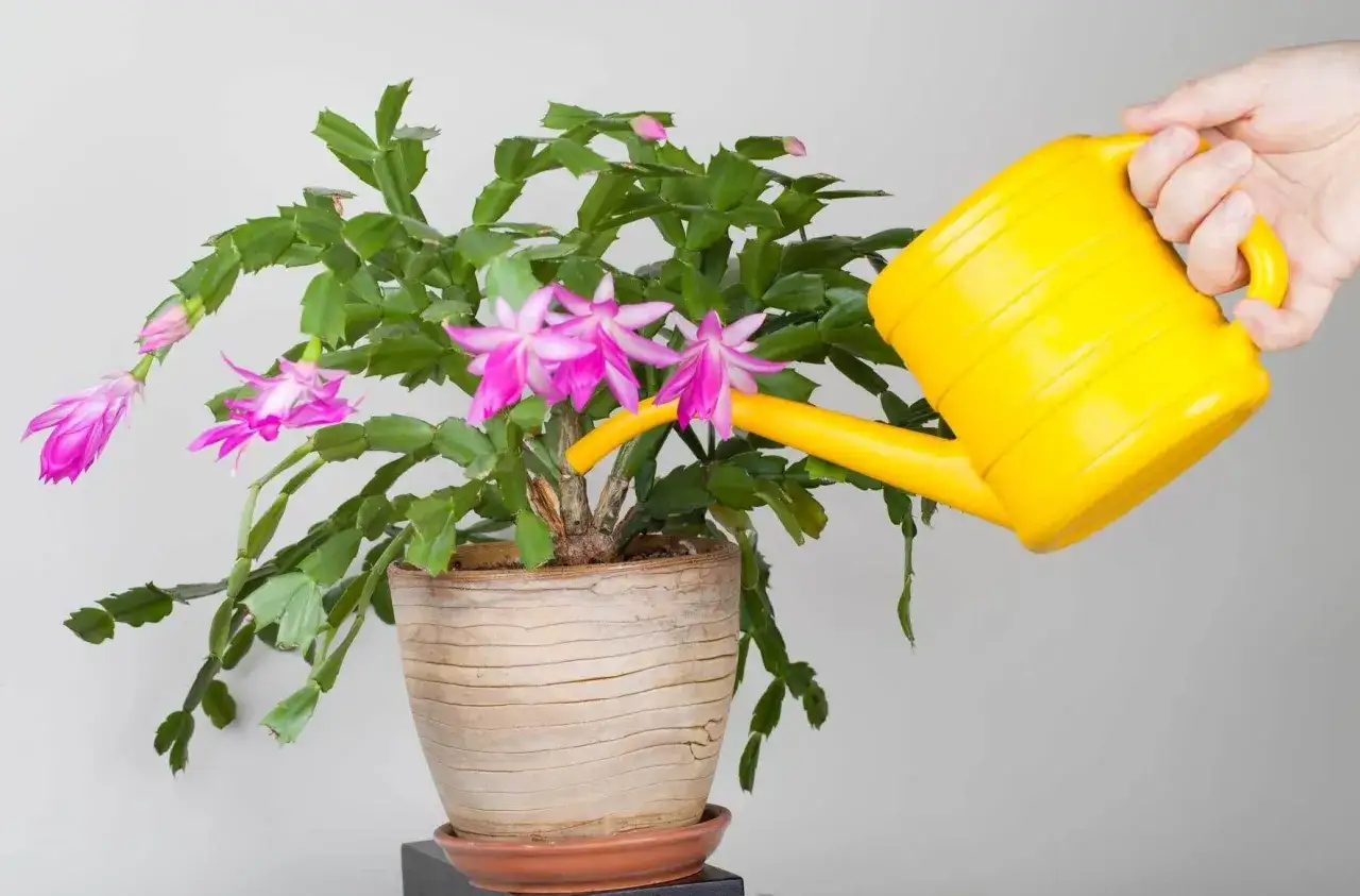 Ein Weihnachtskaktus mit rosa Blüten wird mit einer gelben Gießkanne gegossen. Die richtige weihnachtskaktus pflege sorgt für üppiges Wachstum.