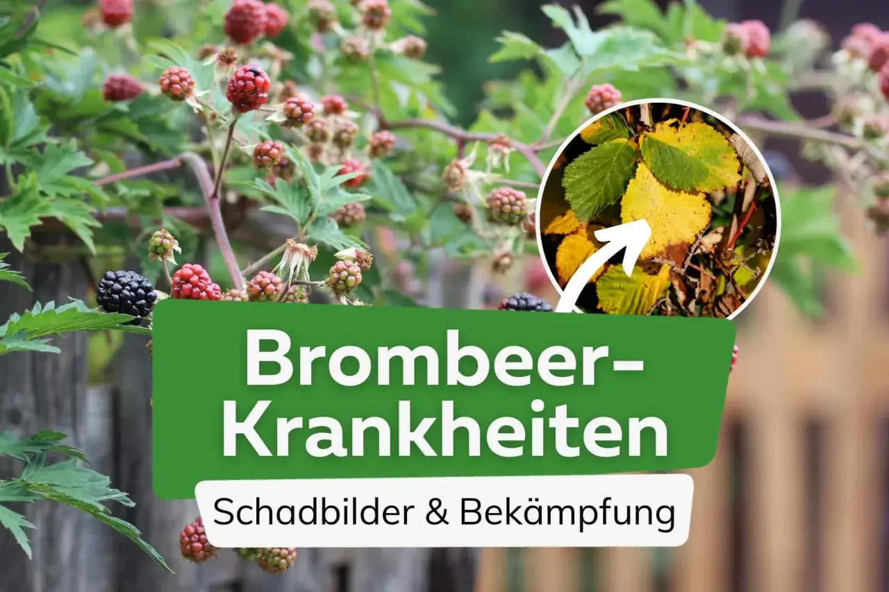 Brombeeren zeigen gelbe Bl&auml;tter, ein Zeichen f&uuml;r m&ouml;gliche Krankheiten. Hier erfahren Sie mehr &uuml;ber Schadbilder und Bek&auml;mpfung.