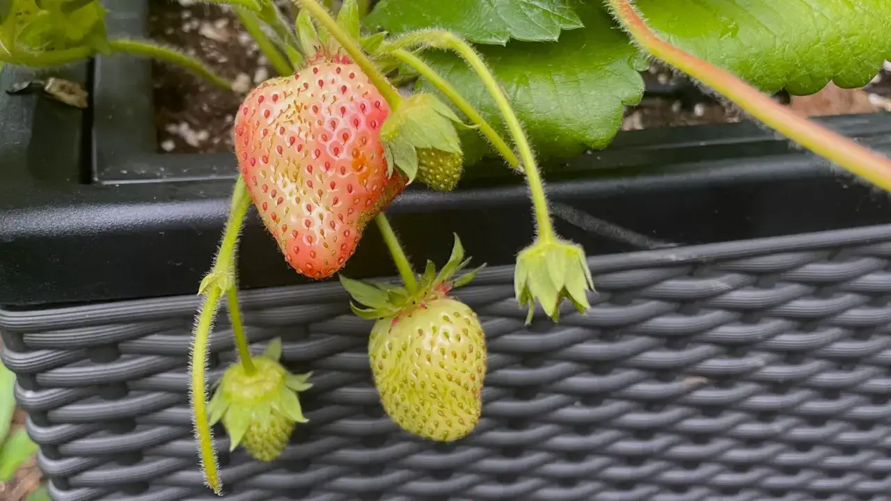 Reife Erdbeeren nach der Ernte, einige noch gr&uuml;n, andere beginnen rot zu werden.