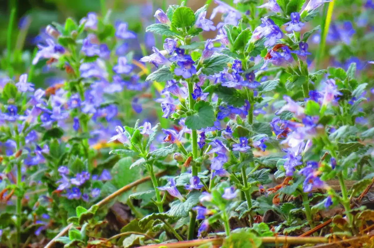Ein Teppich aus blauen Bl&uuml;ten der Gundermann Pflanze bedeckt den Boden.