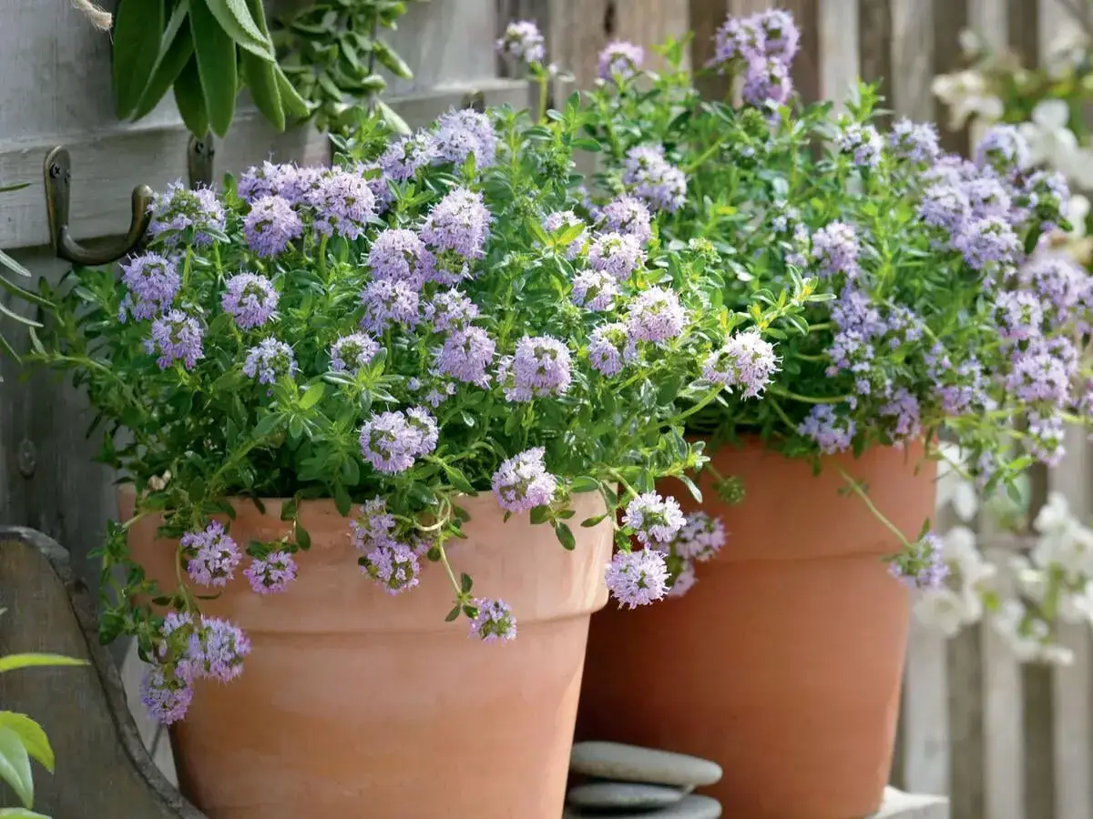 Zwei bl&uuml;hende Thymian-T&ouml;pfe, ideal zum Thymian vermehren. Zarte lila Bl&uuml;ten und gr&uuml;ne Bl&auml;tter in Terrakotta-T&ouml;pfen.