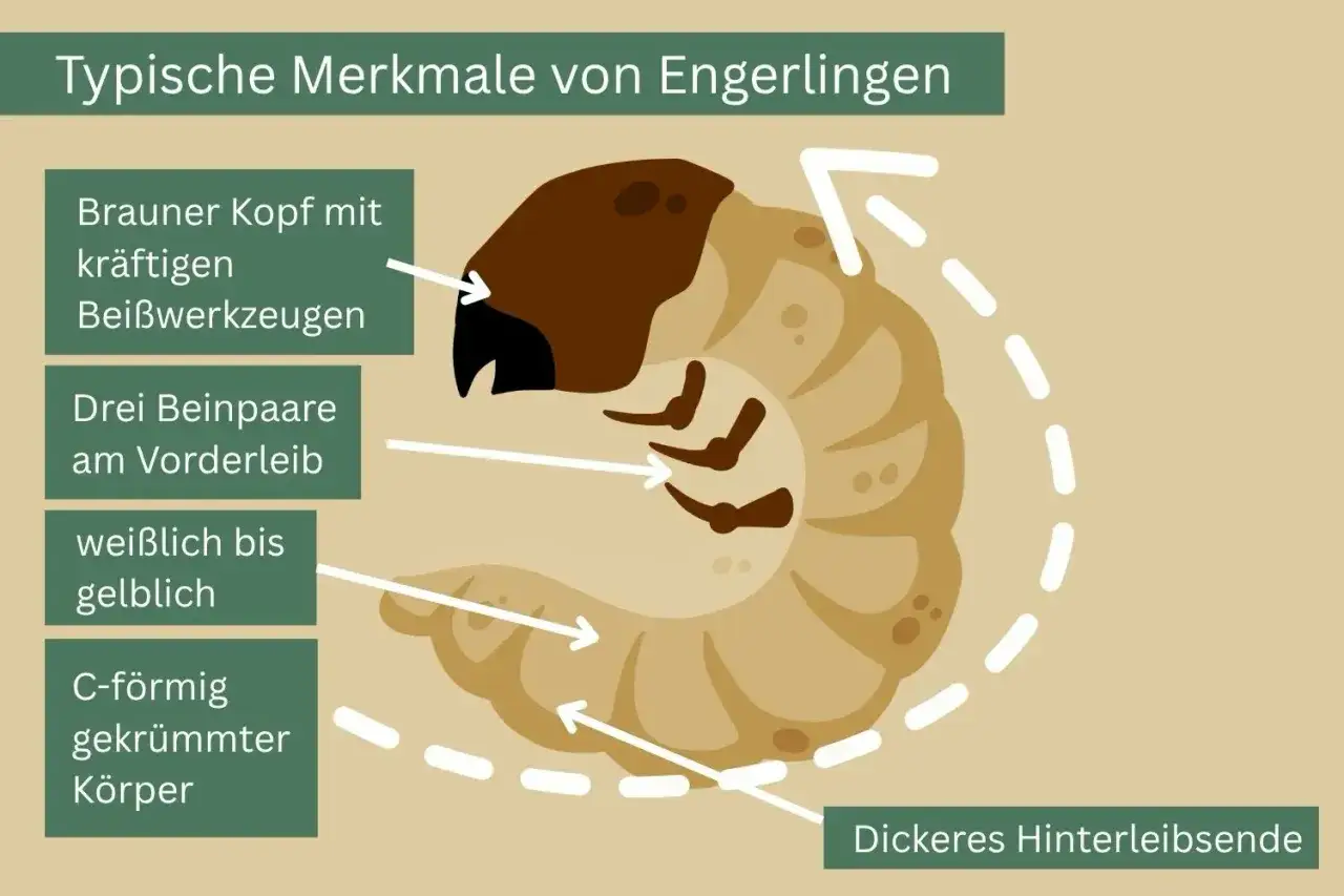 So kannst du Engerlinge unterscheiden: Brauner Kopf, drei Beinpaare, weißlich-gelber, C-förmig gekrümmter Körper mit dickem Hinterleib.