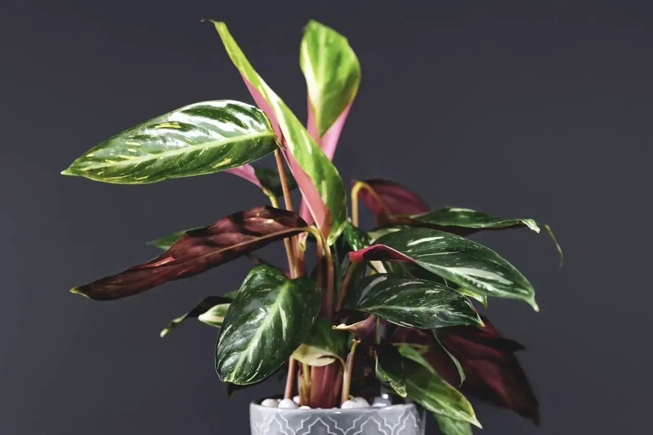 Eine Calathea mit dunkelgr&uuml;nen, gemusterten Bl&auml;ttern und rosa Unterseiten. Der ideale Calathea Standort ist hell, aber ohne direkte Sonne.