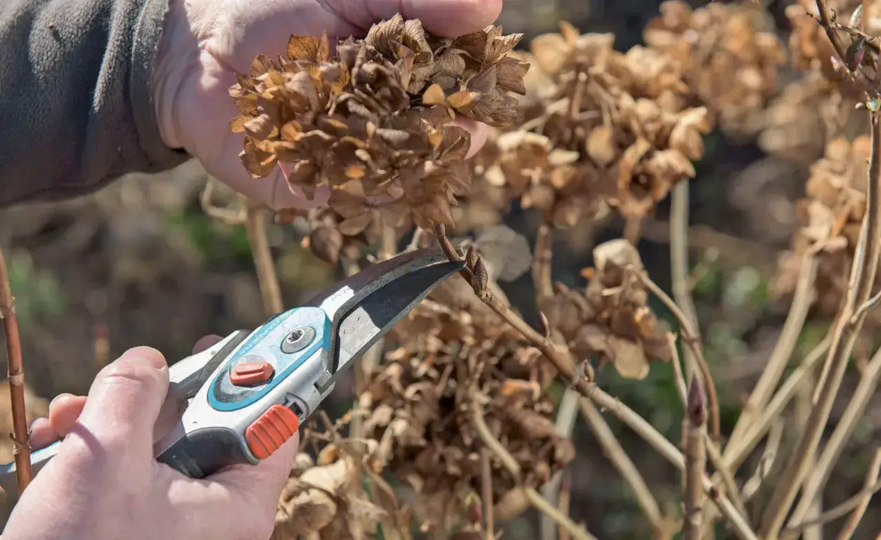 Hortensien schneiden im Topf: Eine Hand h&auml;lt vertrocknete Bl&uuml;tenst&auml;nde, w&auml;hrend eine Gartenschere angesetzt wird.