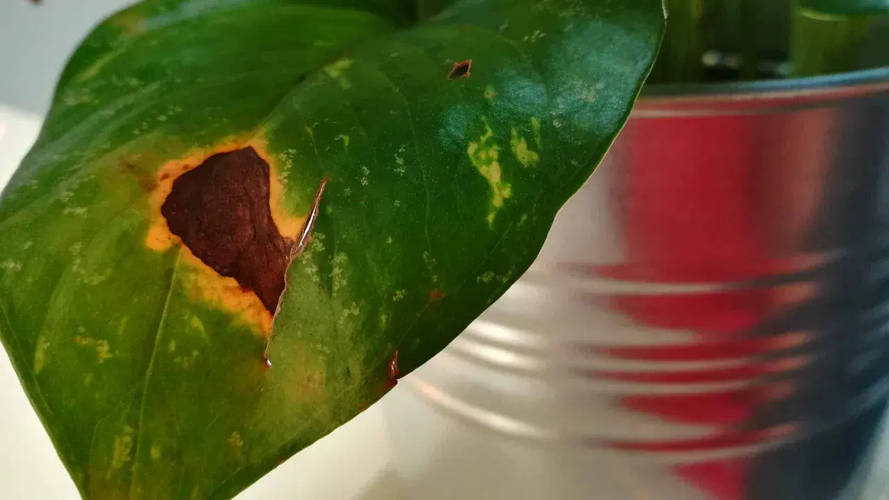 Grünes Blatt mit efeutute braune flecken, die auf ein Problem mit der Pflanze hinweisen. Daneben ein silberner Topf.