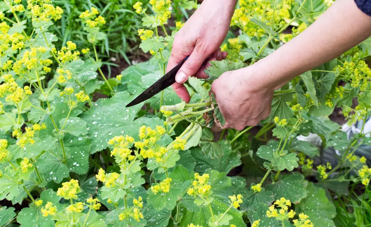 H&auml;nde ernten Frauenmantel mit einem Messer. Die gr&uuml;nen Bl&auml;tter und gelben Bl&uuml;ten sind mit Tautropfen bedeckt.