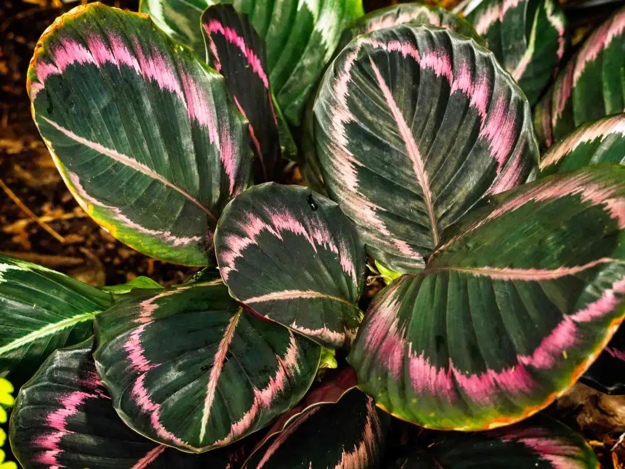 Nahaufnahme von Calathea-Arten mit dunkelgrünen Blättern und auffälligen rosa Streifen, die wie Federn aussehen.