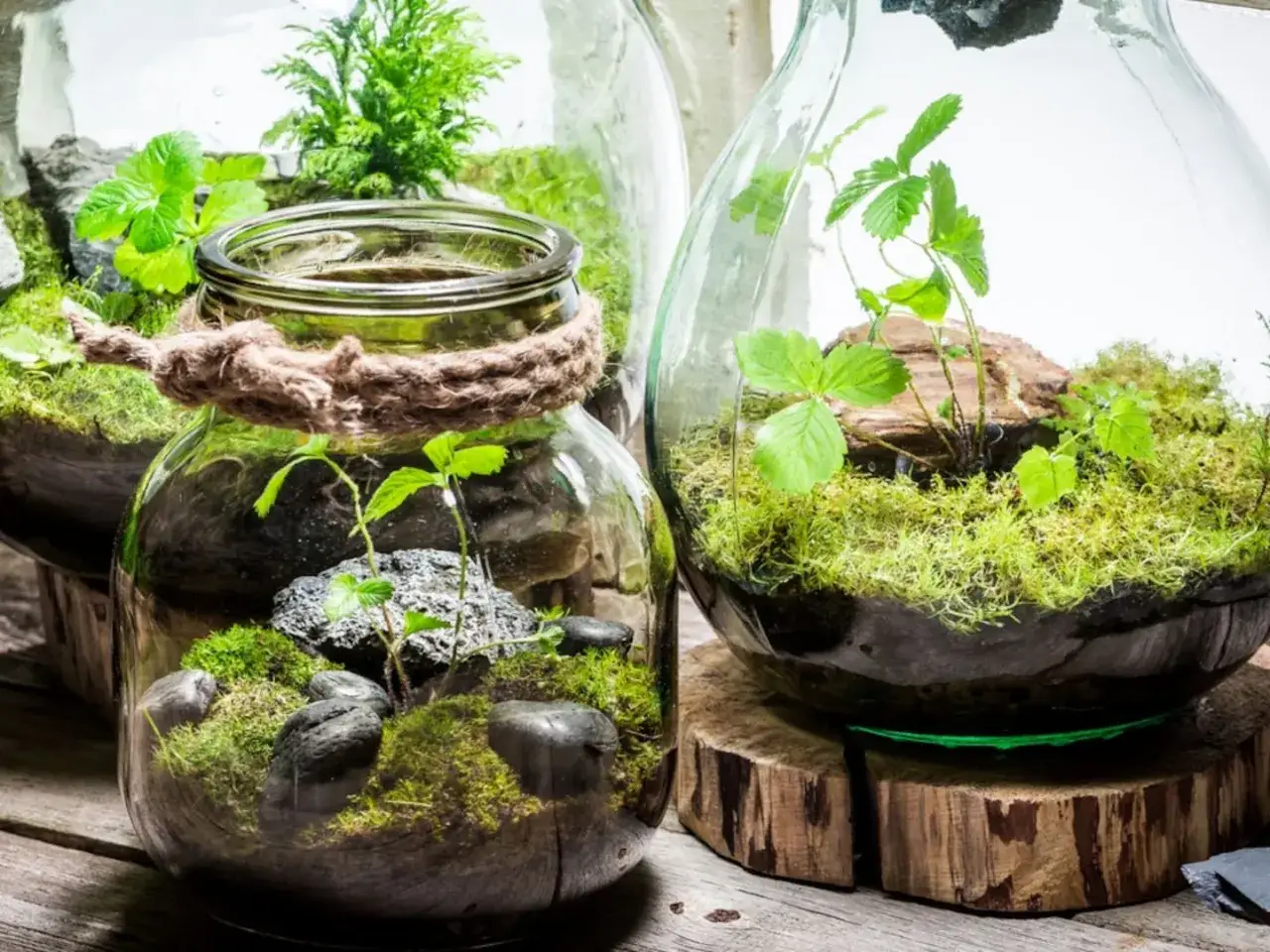 Kleine grüne Welten im Glas: So einfach kannst du einen Flaschengarten selber machen. Moose, Steine und zarte Pflanzen erschaffen Mini-Ökosysteme.