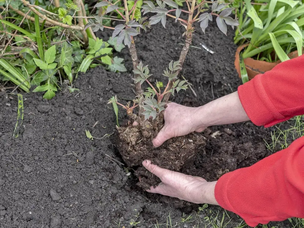 H&auml;nde pflanzen eine Pfingstrose um. Der Wurzelballen wird vorsichtig in die Erde gesetzt, um die Pflanze an ihrem neuen Standort zu etablieren.