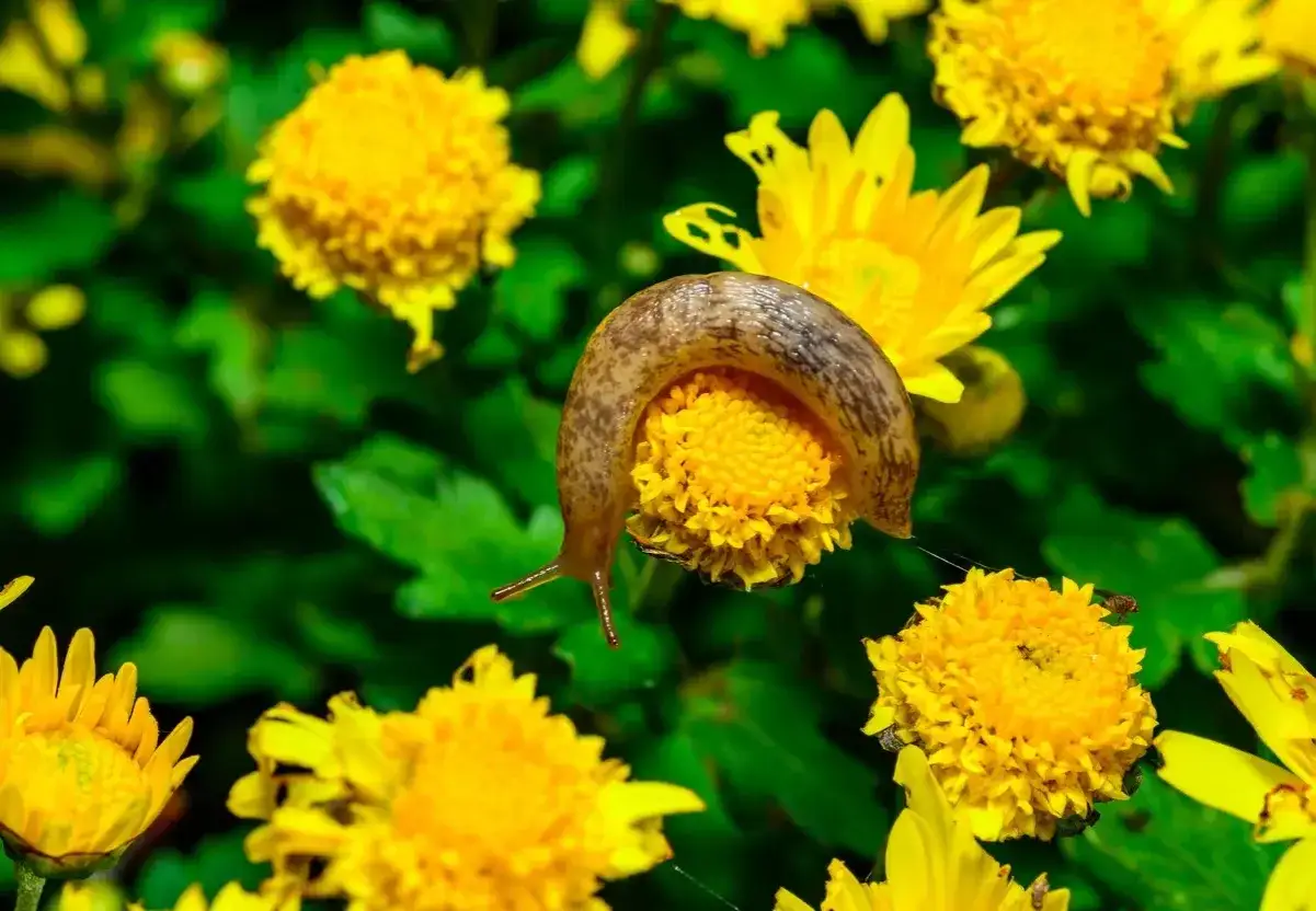 Eine Schnecke kriecht &uuml;ber eine gelbe Chrysantheme.