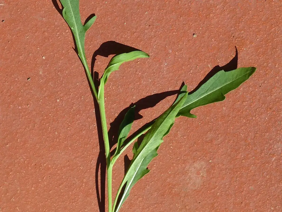 Zwei junge Rucola Pflanzen mit gezackten Blättern liegen auf terrakottafarbenem Untergrund.