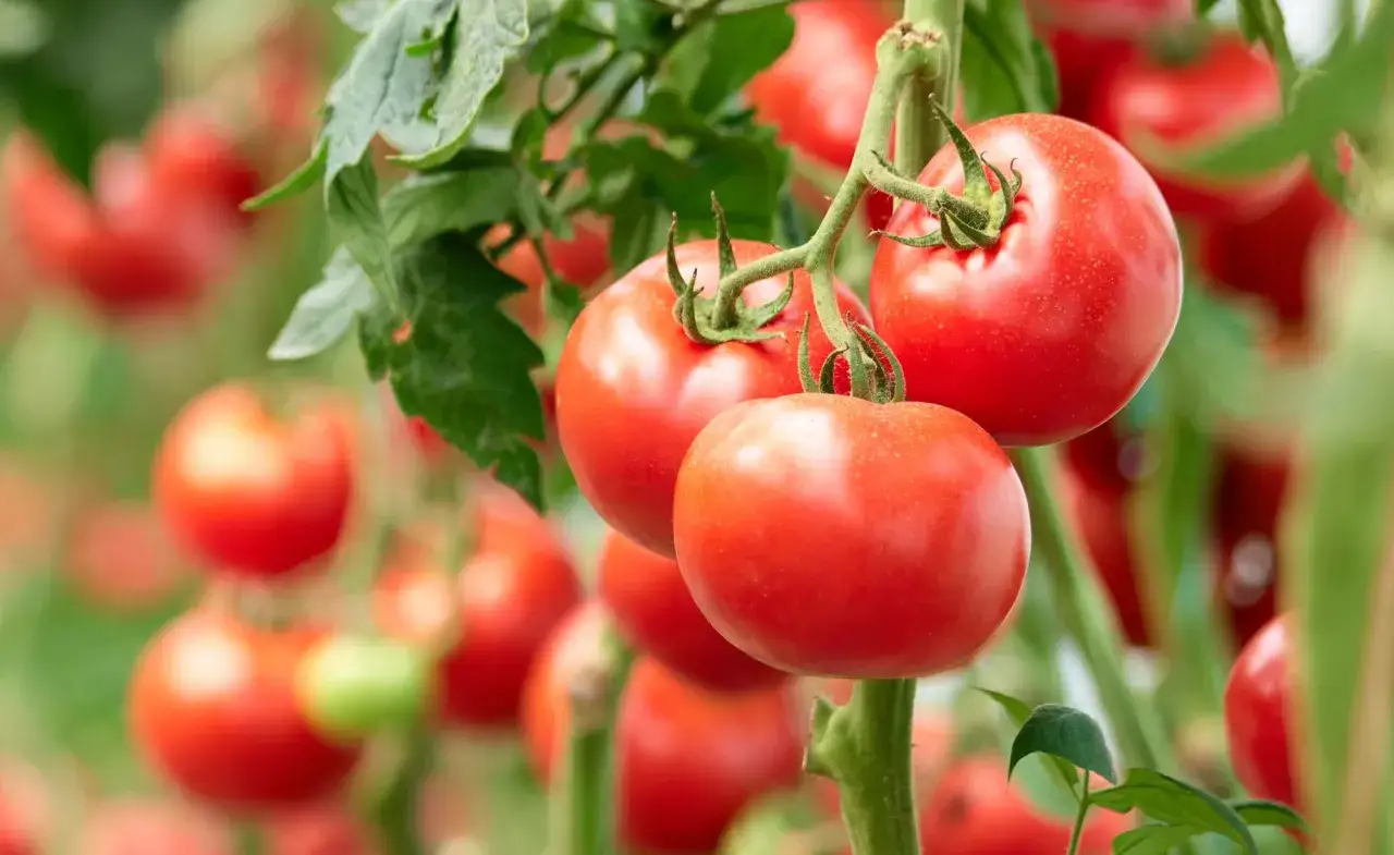 Reife Tomaten am Strauch. Sie sind ein Zeichen daf&uuml;r, wann werden Tomaten rot und sind bereit f&uuml;r die Ernte.