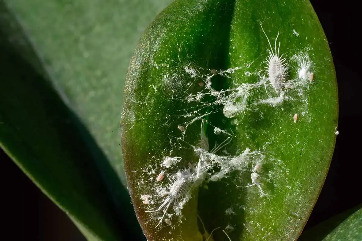 Thripse befallen eine Orchideenblatt. Kleine, wei&szlig;e Insekten mit feinen F&auml;den bedecken die Oberfl&auml;che.