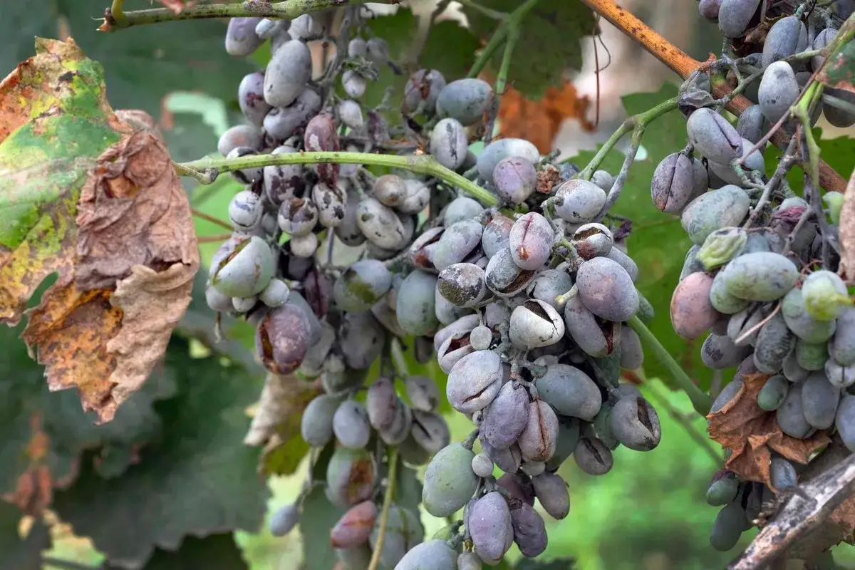 Verfaulte Trauben mit Anzeichen von falschem Mehltau. Diese Krankheit bef&auml;llt Weintrauben und f&uuml;hrt zu erheblichen Ernteverlusten.