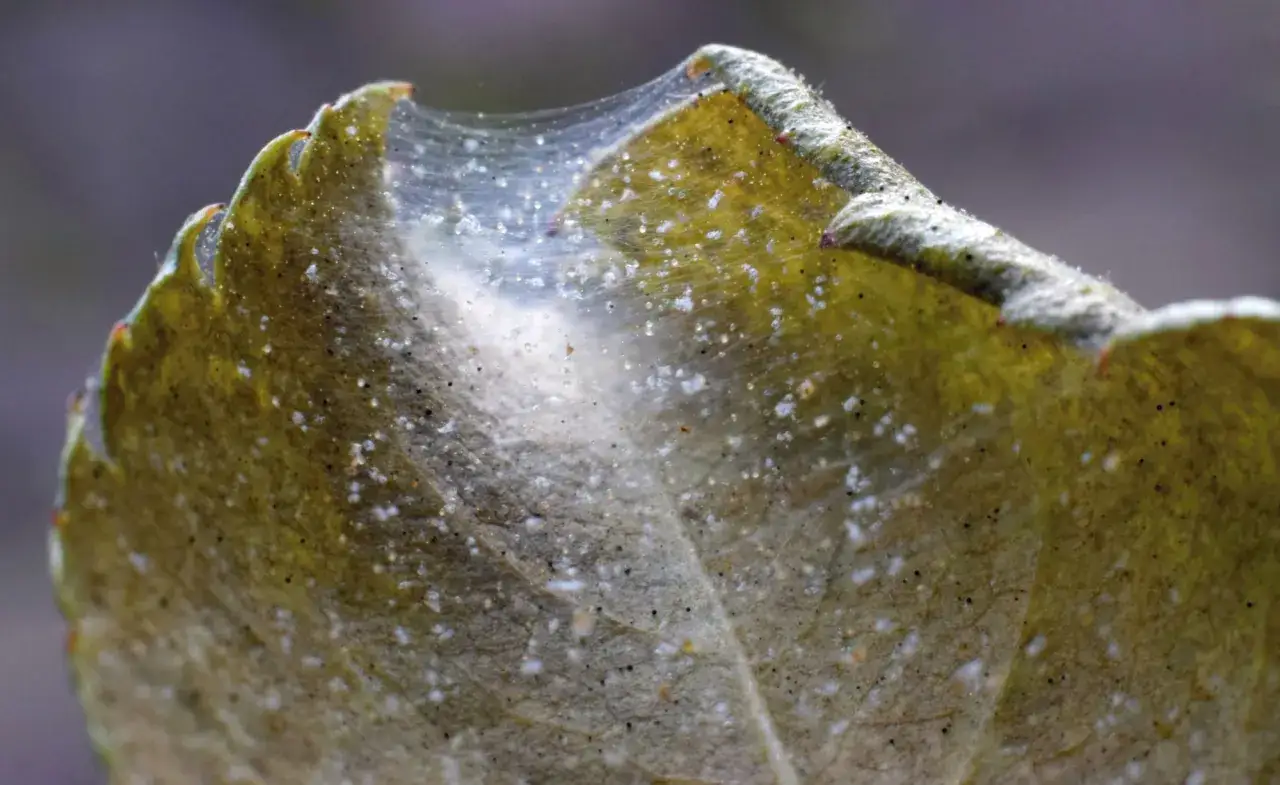 Feine Spinnweben auf einem Blatt, ein Zeichen für Spinnmilben. Hausmittel können hier Abhilfe schaffen.