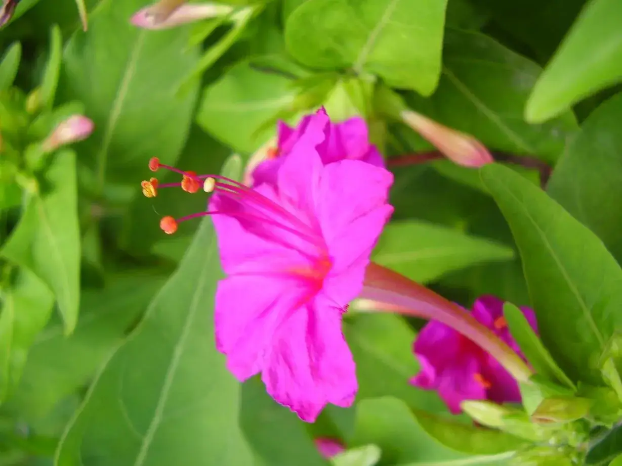 Eine leuchtend pinke Wunderblume, die trotz ihrer Sch&ouml;nheit giftig ist.