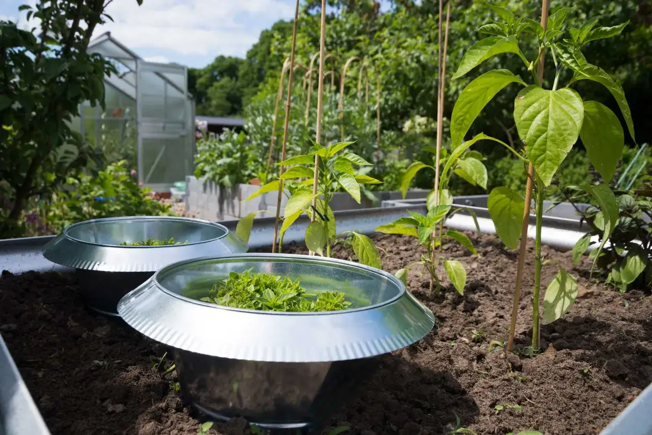 Zwei Metallschalen mit grünen Blättern darin, die als Schneckenfallen dienen. Ein Garten mit jungen Pflanzen und einem Gewächshaus im Hintergrund. Was hilft gegen Schnecken? Diese Fallen!