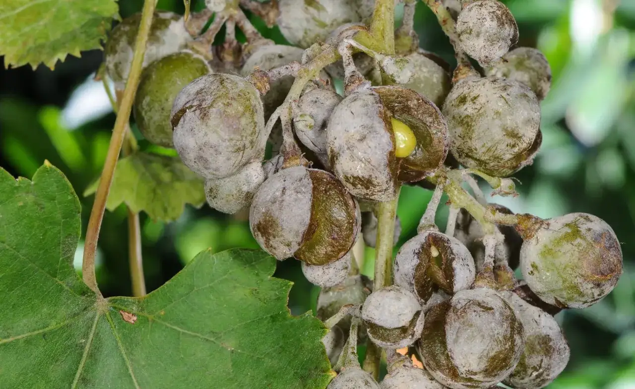 Trauben sind von Mehltaubefall gezeichnet. Ein Teil der Beeren ist aufgeplatzt und zeigt das gr&uuml;ne Innere.