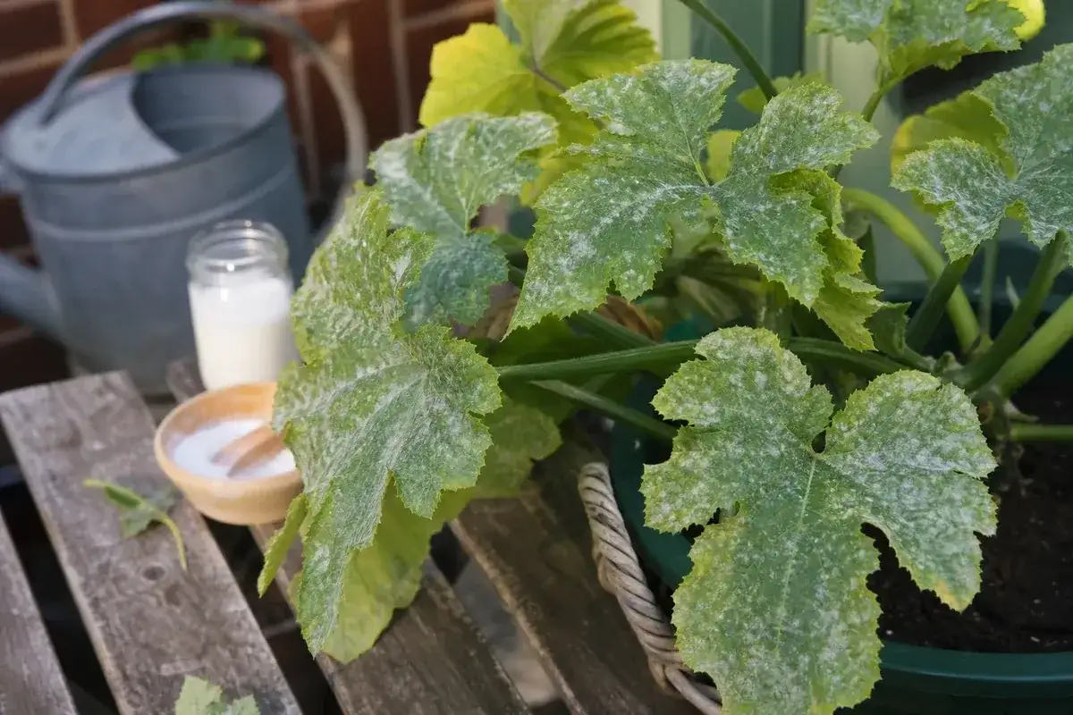 Zucchini-Bl&auml;tter mit Mehltaubefall, daneben eine Gie&szlig;kanne, ein Glas Milch und eine Schale mit wei&szlig;em Pulver &ndash; vielleicht zur Behandlung.