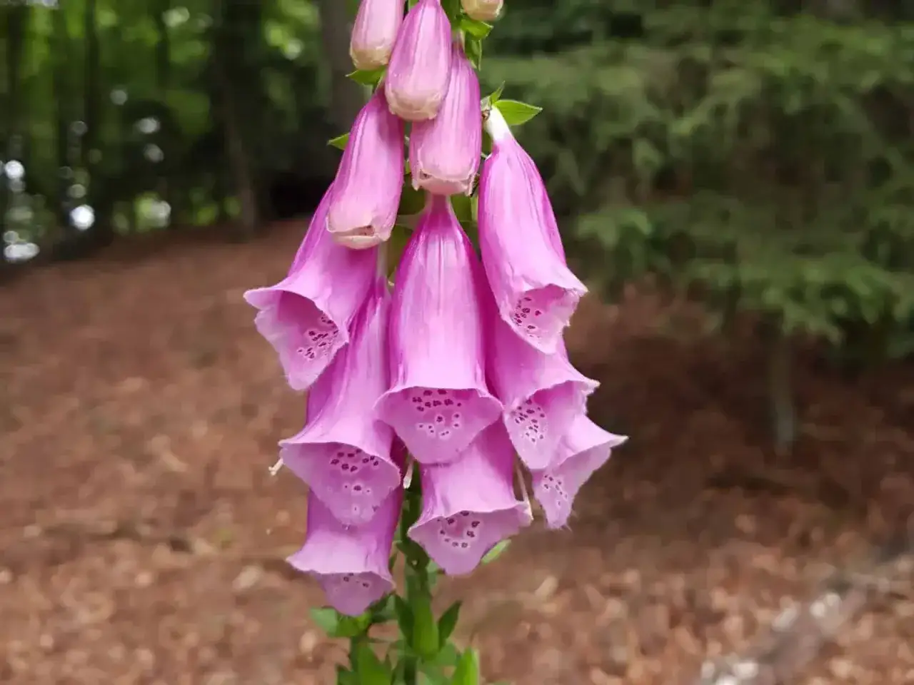 Ein B&uuml;ndel rosa Fingerhutbl&uuml;ten, die im Wald wachsen. Achtung, Fingerhut ist giftig!