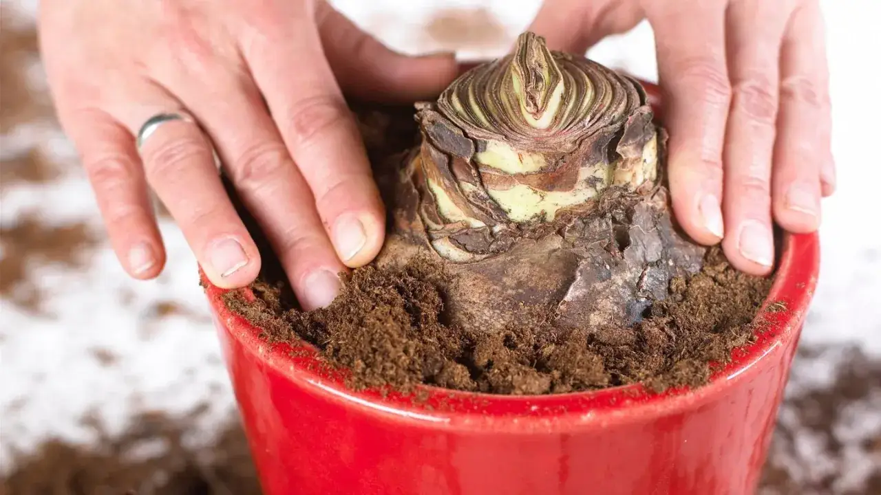 H&auml;nde bedecken eine Amaryllis-Zwiebel mit Erde in einem roten Topf. Richtige Amaryllis Pflege beginnt mit dem richtigen Einpflanzen.