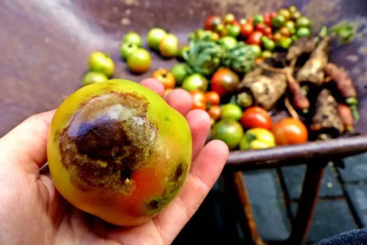 Hand hält eine Tomate mit dunklen Flecken, die auf Krankheiten hindeuten. Im Hintergrund ein Schubkarren voller Ernte.
