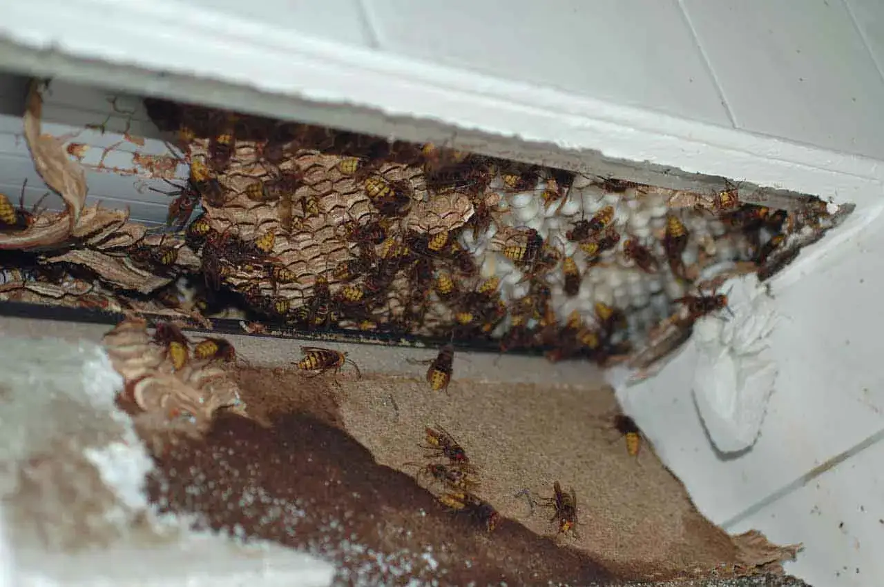 Ein gro&szlig;es Hornissennest mit vielen Wespen in einer Nische. Das Hornissennest beseitigen ist eine heikle Aufgabe.