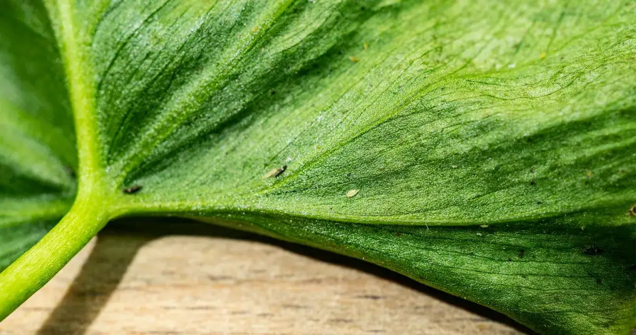 Nahaufnahme eines gr&uuml;nen Blattes mit winzigen Insekten, die darauf krabbeln. So kann man Thripse erkennen.