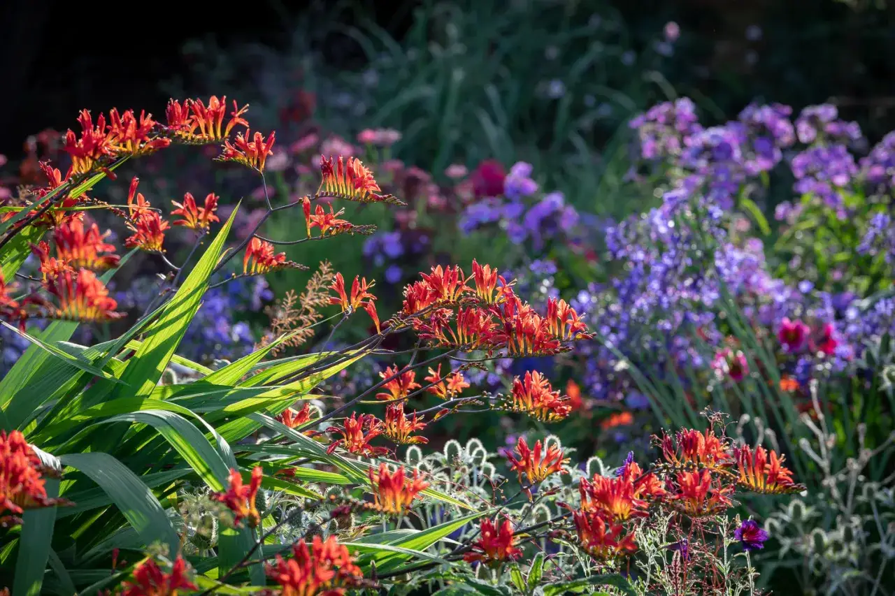 Leuchtend rote Montbretien-Bl&uuml;ten vor einem Hintergrund aus lila und gr&uuml;nen Blumen. Ein idealer Standort f&uuml;r Montbretien.