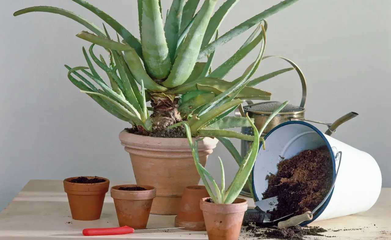 Mehrere kleine Aloe Vera Ableger in Terrakotta-T&ouml;pfen, bereit zum Einpflanzen. Ein gro&szlig;er Aloe Vera Topf steht daneben.