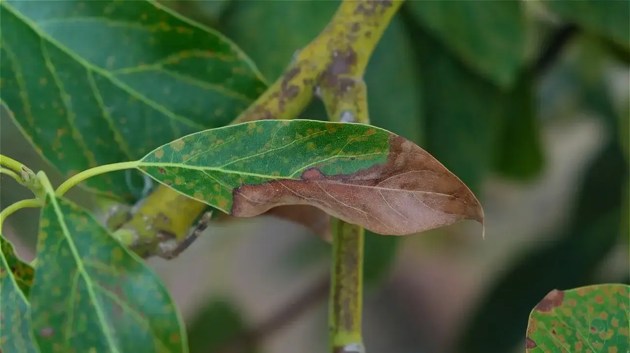 Avocado-Blatt mit braunen Punkten und welken Stellen.