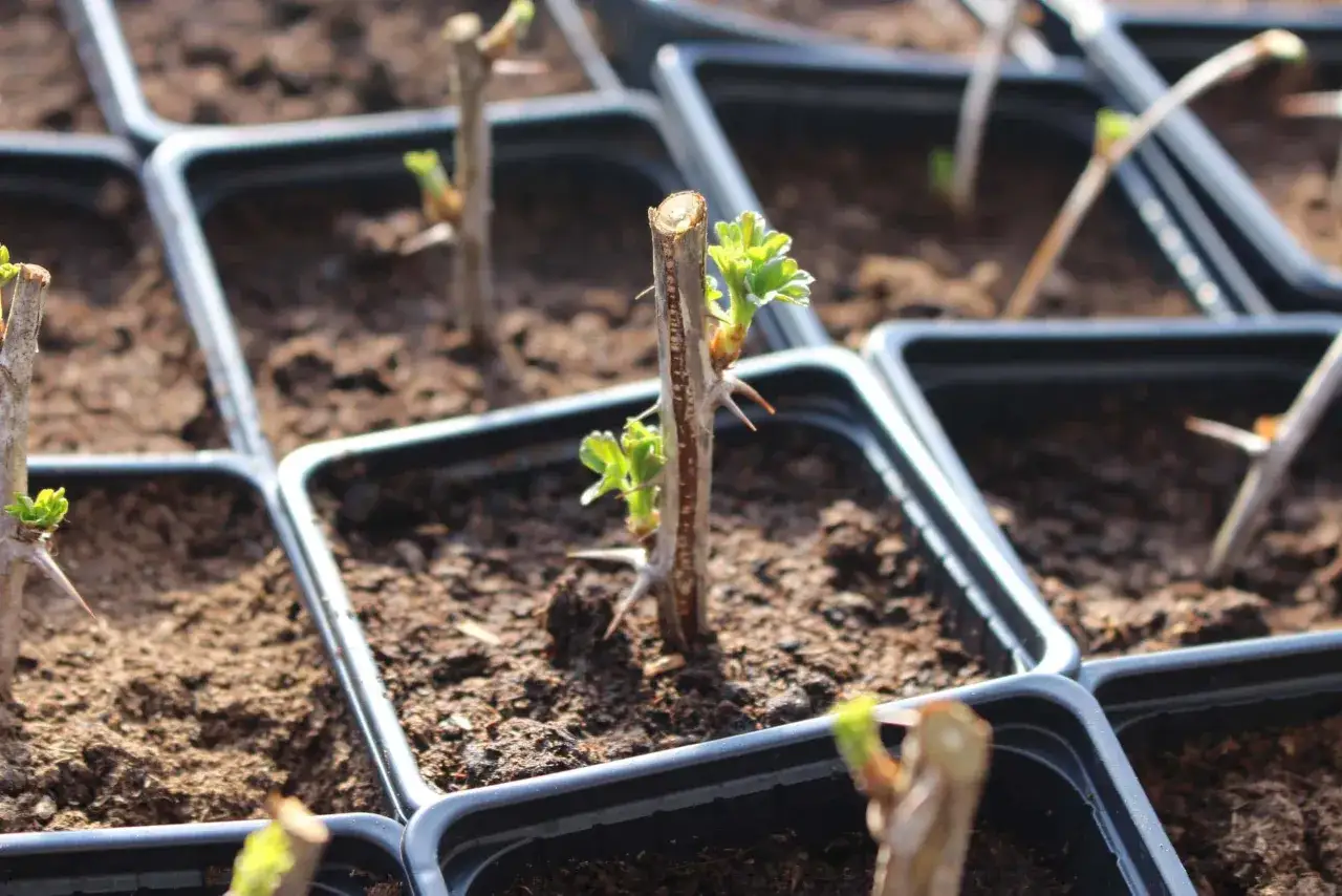 Junge Stachelbeeren-Stecklinge in kleinen T&ouml;pfen, bereit zum Wachsen. Die Vermehrung von Stachelbeeren beginnt hier.