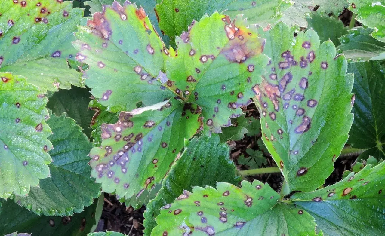 Erdbeerbl&auml;tter mit braunen Flecken und R&auml;ndern, Anzeichen von Erdbeeren Krankheiten.