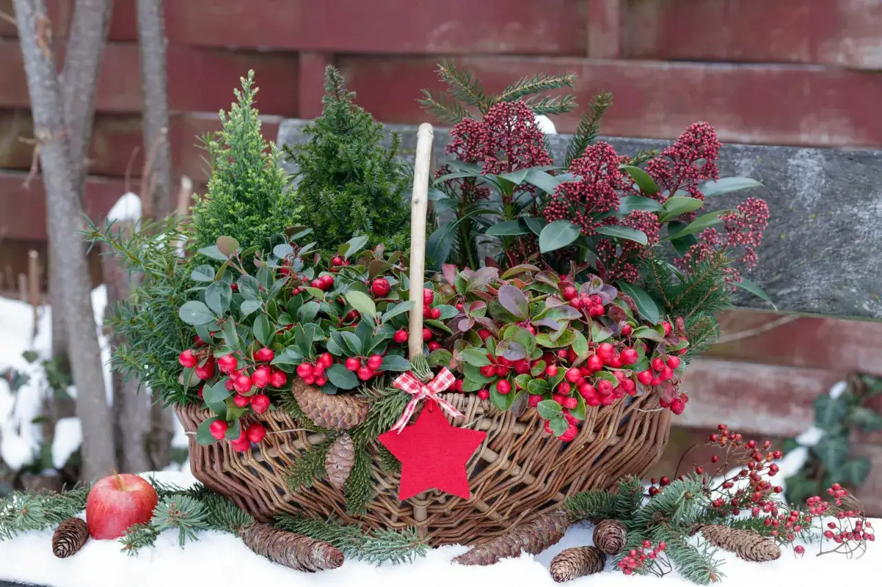 Winterharte Balkonpflanzen in einem Korb mit roten Beeren und Tannenzweigen, dekoriert mit einer roten Stern-Anh&auml;nger. Bilder von winterlichen Balkonk&auml;sten.