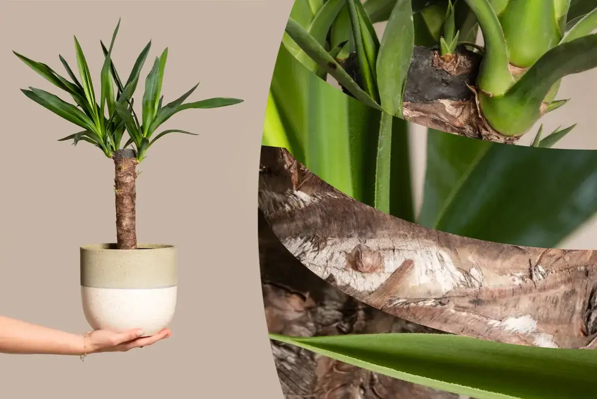 Eine junge Yucca Palme im Topf, die für den richtigen Yucca Palme Standort ausgewählt wurde. Nahaufnahmen zeigen den Stamm und die grünen Blätter.