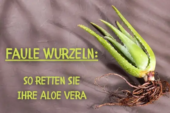Aloe-vera-Krankheiten erkennen und richtig behandeln