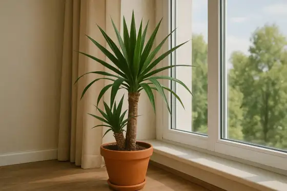 Wo steht eine Yucca-Palme am besten? Tipps für jeden Raum