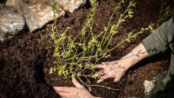 Heidelbeeren pflanzen - so gelingt die Ernte im Garten