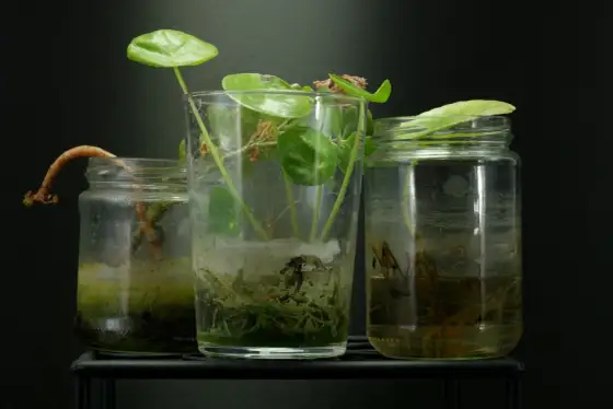 Palmenkindel im Wasserglas bewurzeln - so gelingt es