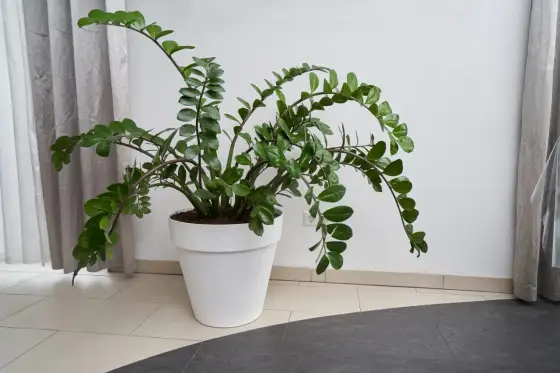 Glücksfeder pflegen - So bleibt die Zamioculcas gesund