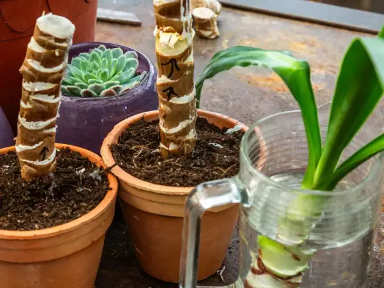 Yucca vermehren mit Kindeln - so gelingt der neue Ableger