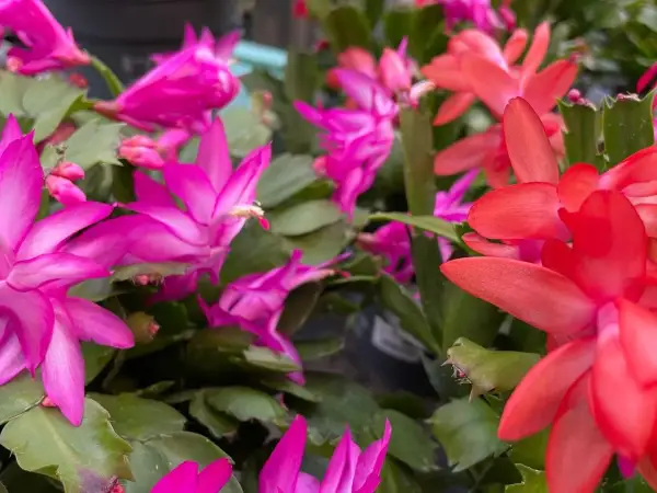 Bunte Weihnachtskakteen in Pink und Rot blühen üppig. Mit der richtigen Weihnachtskaktus Pflege werden sie zu einem echten Hingucker.