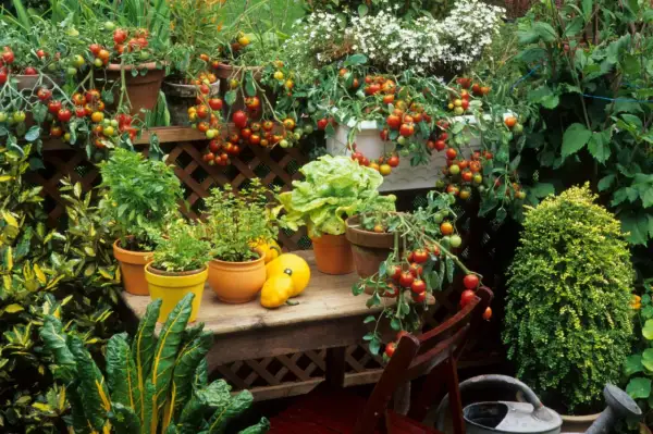 Üppig bepflanzter Balkon mit Tomaten, Salat und Kräutern. Ein Paradies zum Balkon bepflanzen mit frischen Ernten.