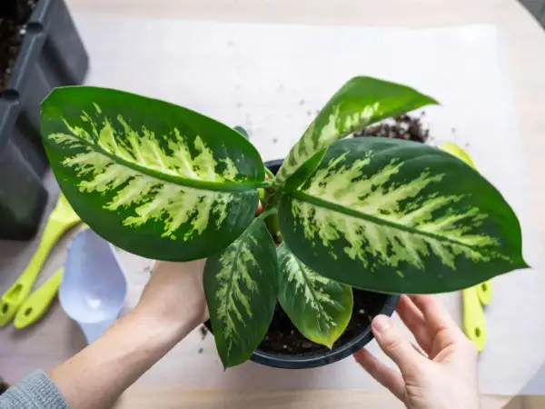 Hände halten einen Topf mit einer Dieffenbachia, einer der giftigen Zimmerpflanzen. Werkzeuge liegen daneben.